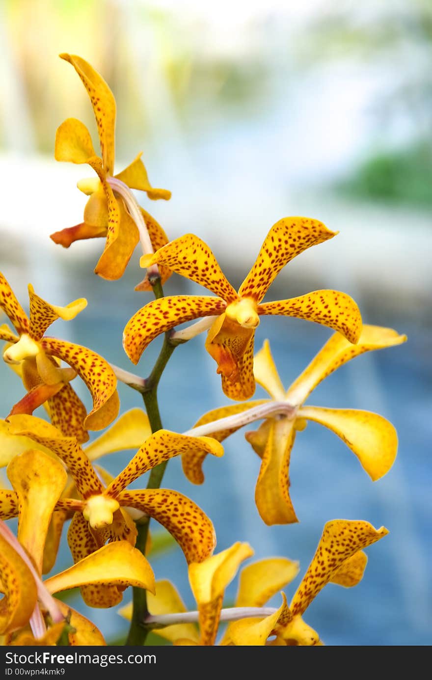 Yellow orchids at a botanical garden