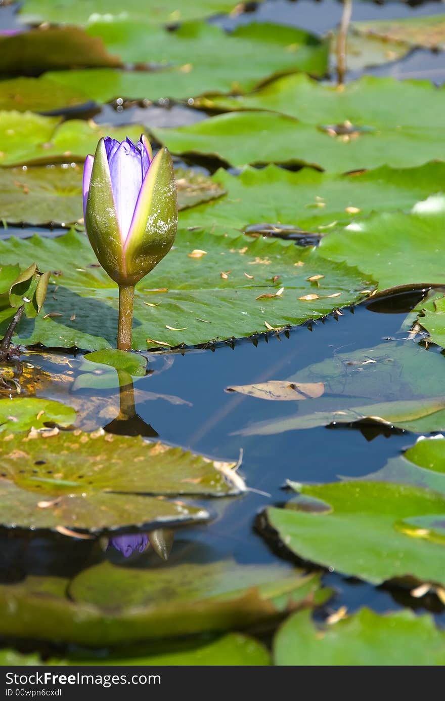 Pond lily flowers in water