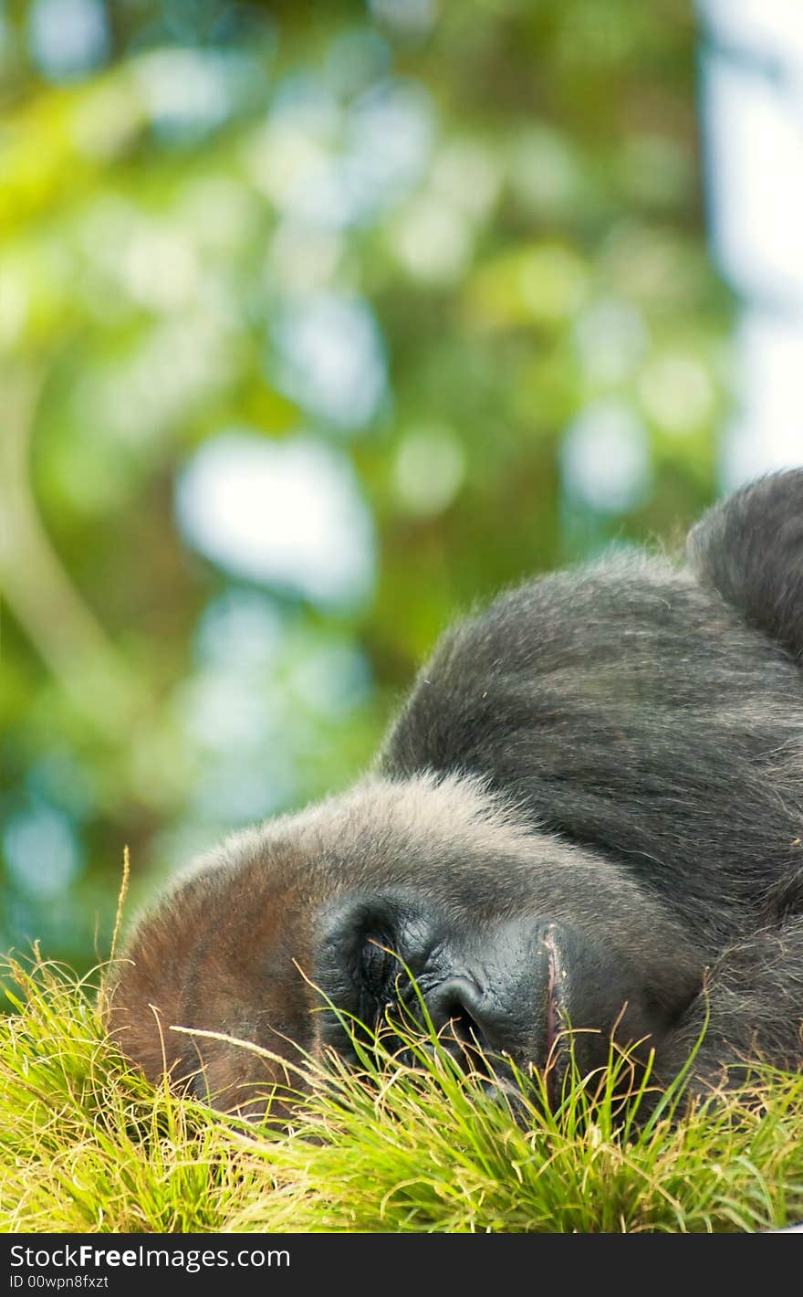 A close up of Silverback Gorilla