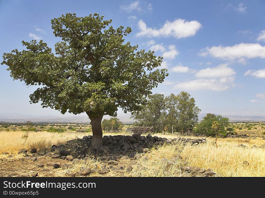 Fields with a yellow dry grass and a tree on a background of the pale cloudy sky