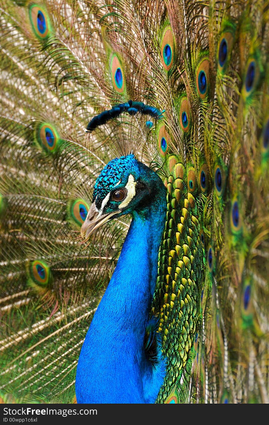 Peacock