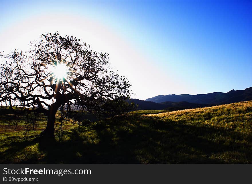 A silhouette of a oak tree at point mugu state park in the santa monica Mountain, california. usa