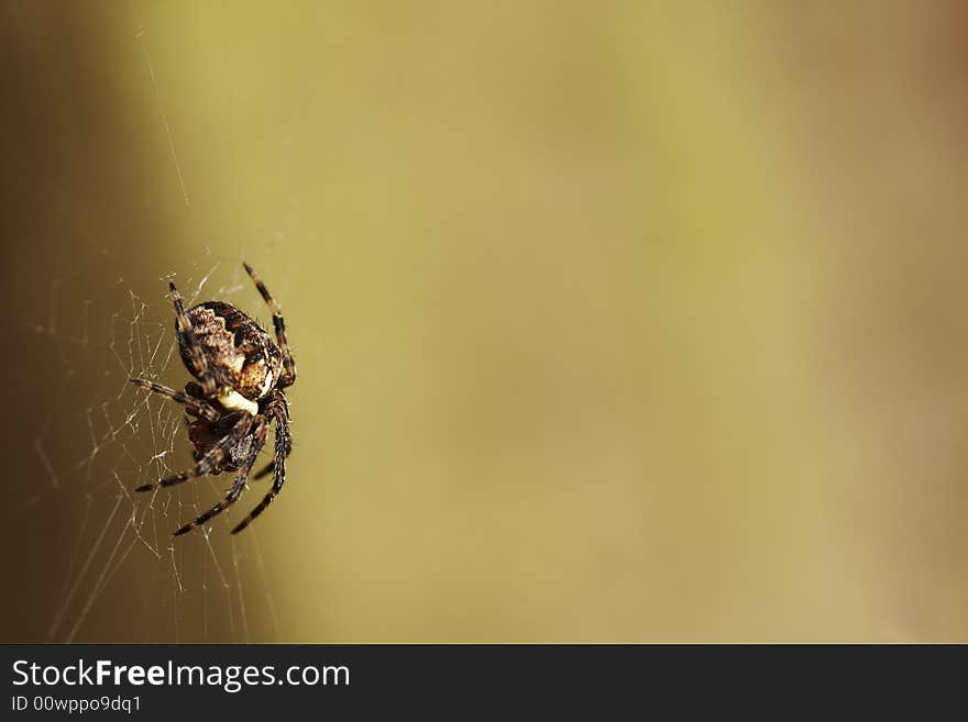 Spider on Web Close-Up