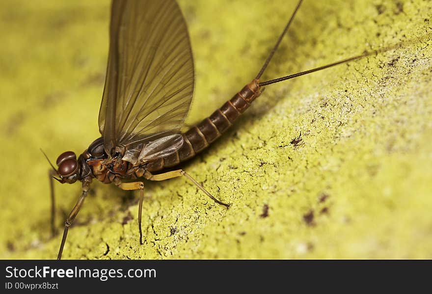 Mayfly Close-up macro