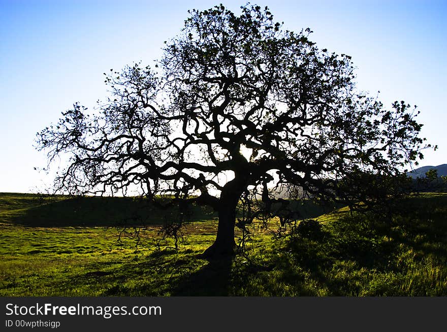 A silhouette of a oak tree at point mugu state park in the santa monica Mountain, california. usa