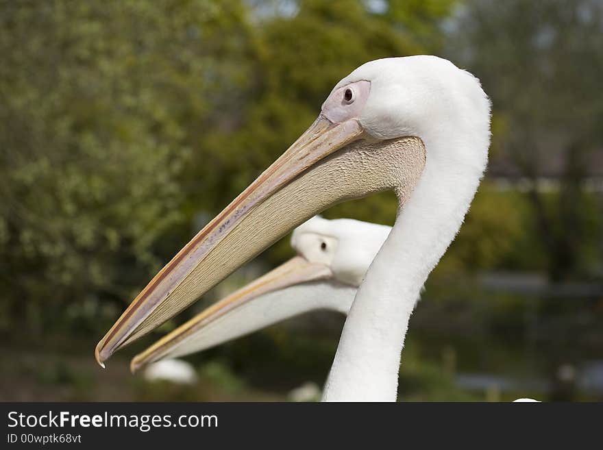 Large pelican with another one in background with pleasent depth of field. Large pelican with another one in background with pleasent depth of field