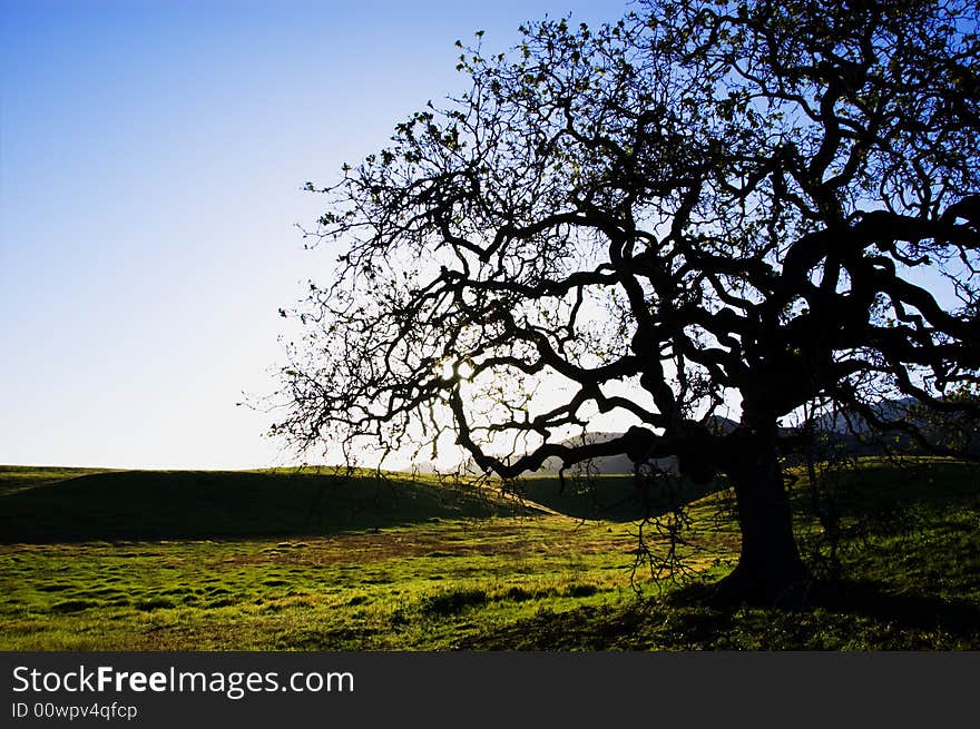 A silhouette of a oak tree at point mugu state park in the santa monica Mountain, california. usa