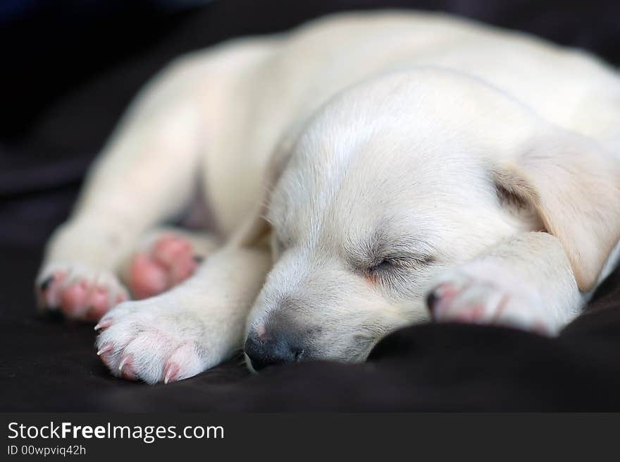 Sleeping Labrador puppy high resolution photo