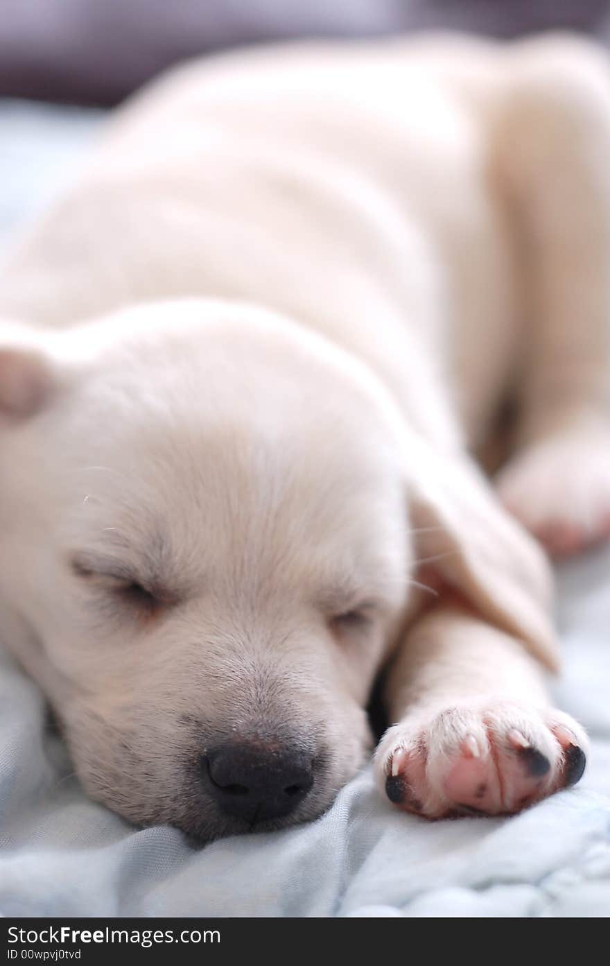 Sleeping Labrador puppy high resolution photo