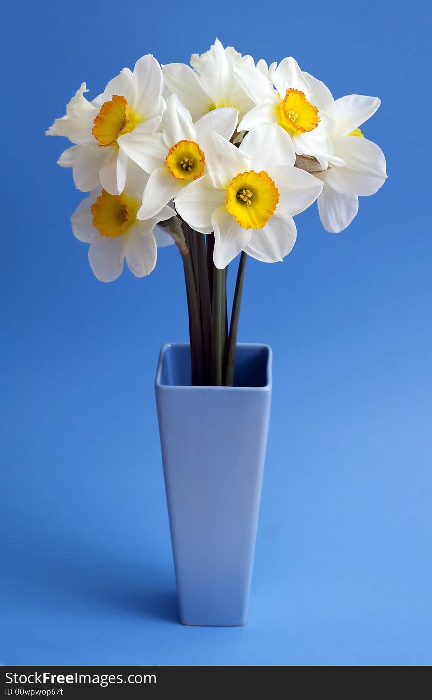 Spring narcissus on blue background. Spring narcissus on blue background.