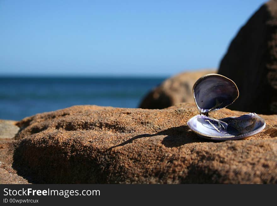 Lone Seashell on a large rock with horizon in background