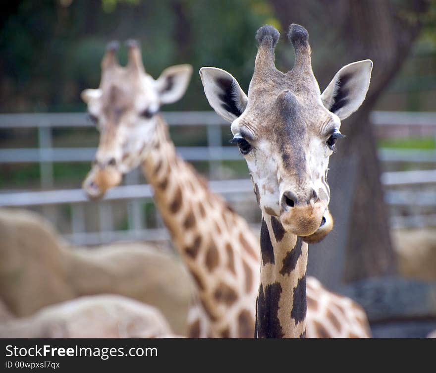 Picture of giraffe taken at Barcelona Zoo. Picture of giraffe taken at Barcelona Zoo