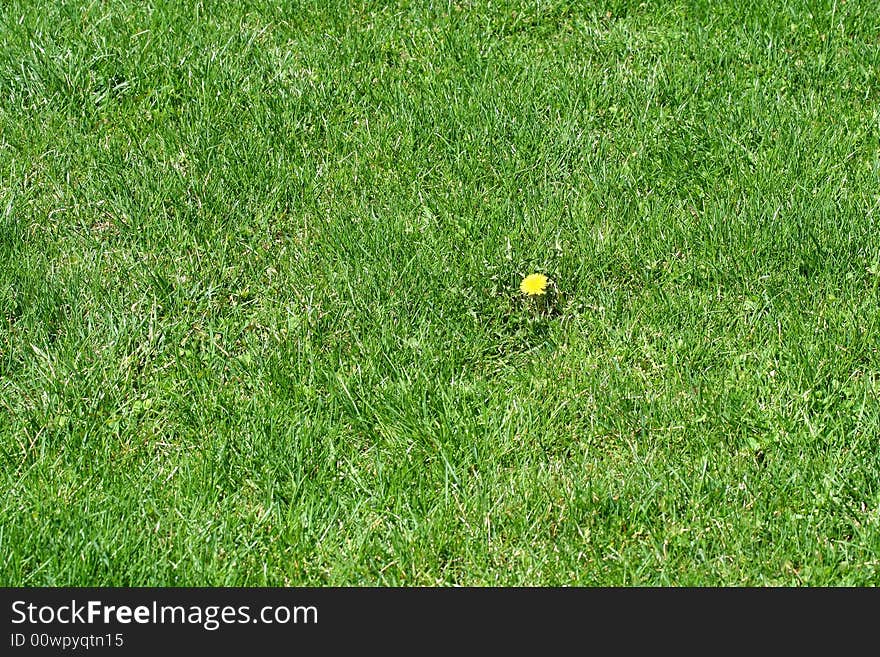 Single dandelion in some green grass