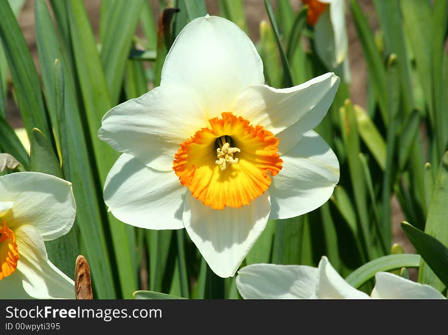 Close up of a yellow daffodil