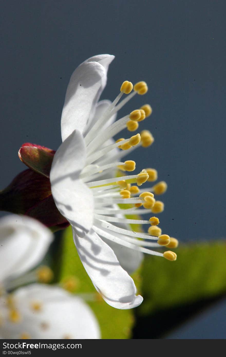 Cherry-tree blooming, flower.  Spring. Cherry-tree blooming, flower.  Spring.