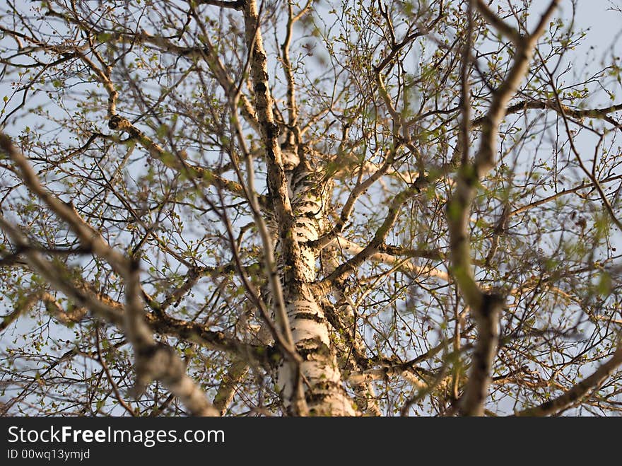 Spring. A birch with blossoming leaves. Spring. A birch with blossoming leaves