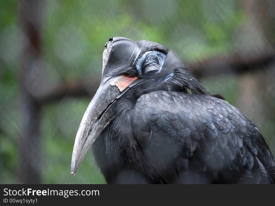 Sleeping bird - raven in bondage. Sleeping bird - raven in bondage