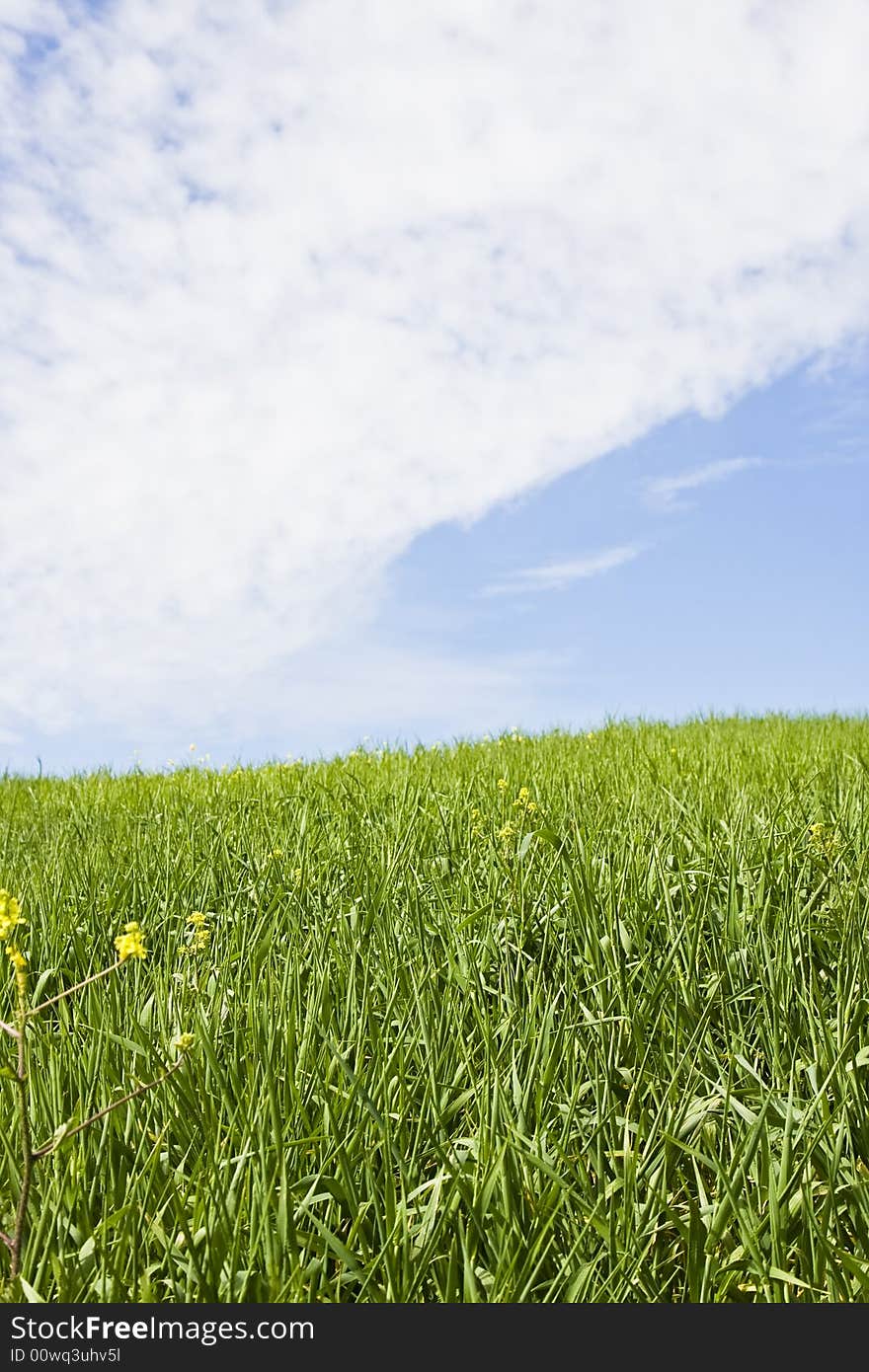 Green meadow under blue sky. Green meadow under blue sky.