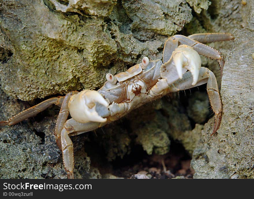 A crab hiding under a coral rock - the picers are raised in defense.  the sensory hairs covering the underside of its body can be seen. A crab hiding under a coral rock - the picers are raised in defense.  the sensory hairs covering the underside of its body can be seen