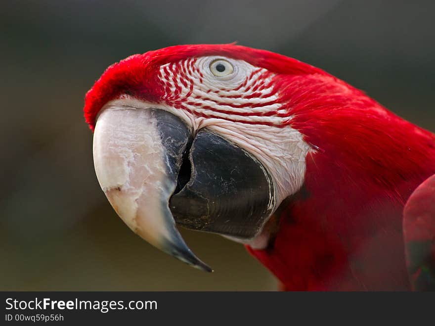 African bird, shows it's colours. African bird, shows it's colours