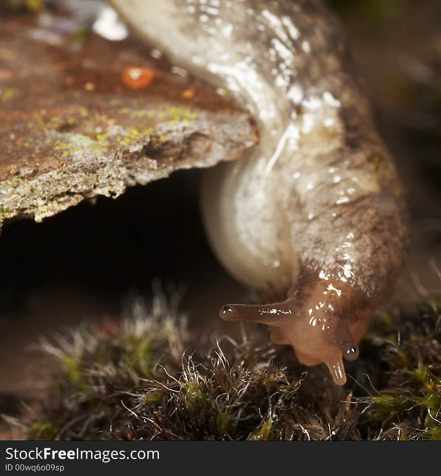 Garden Slug