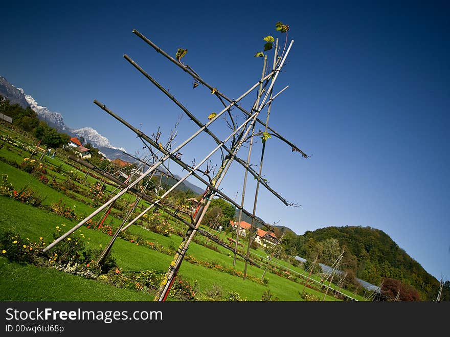 Garden Tree