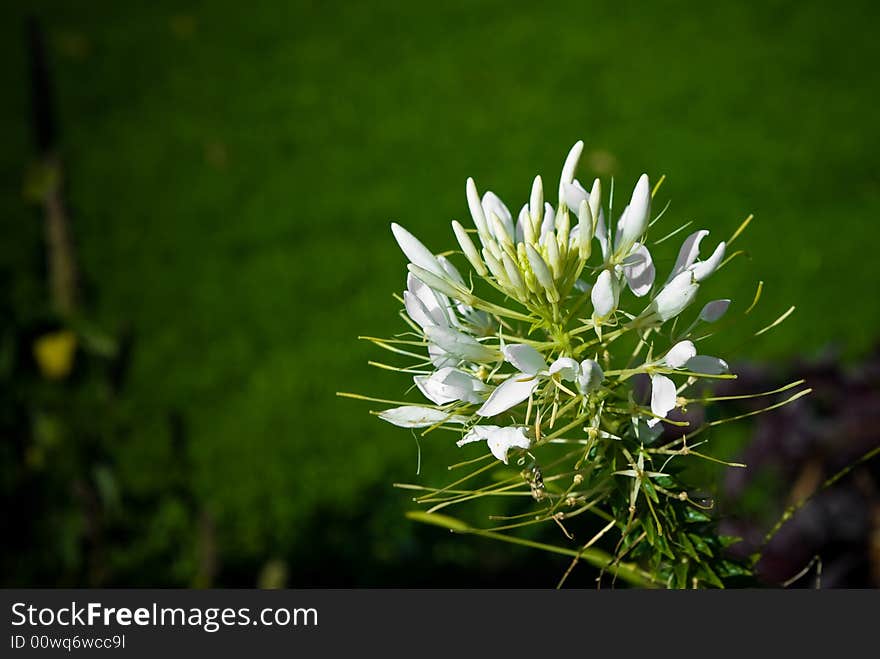 Nice flower (unknown to me) i found in the garden