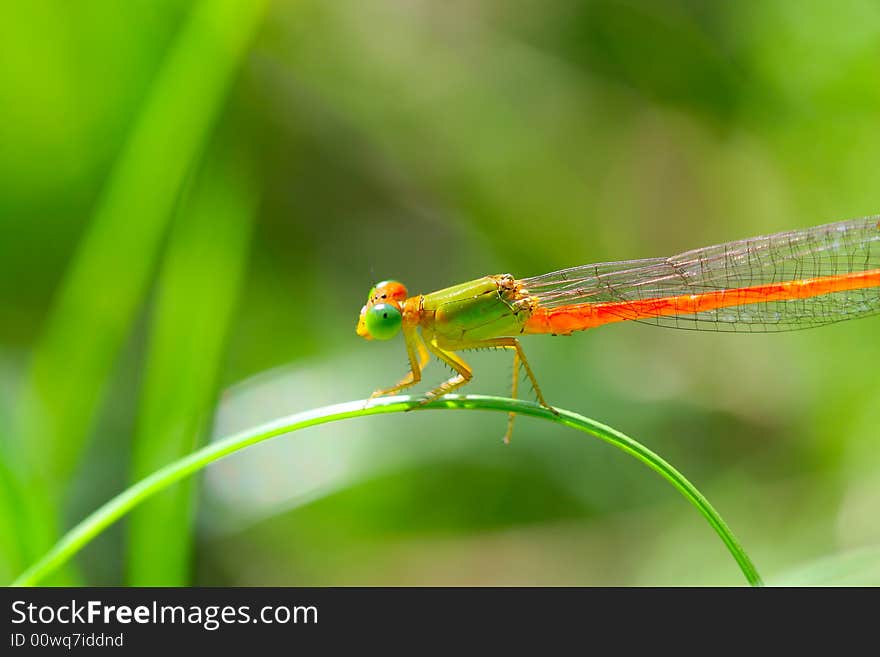 The dragonfly in a grasses .wating for the food . The dragonfly in a grasses .wating for the food .