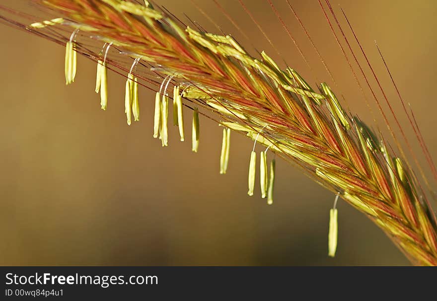 Through hirmil hills, lebanon, pointing at a wheat stem ... although a simple humble plant, yet another miracle of nature. Through hirmil hills, lebanon, pointing at a wheat stem ... although a simple humble plant, yet another miracle of nature