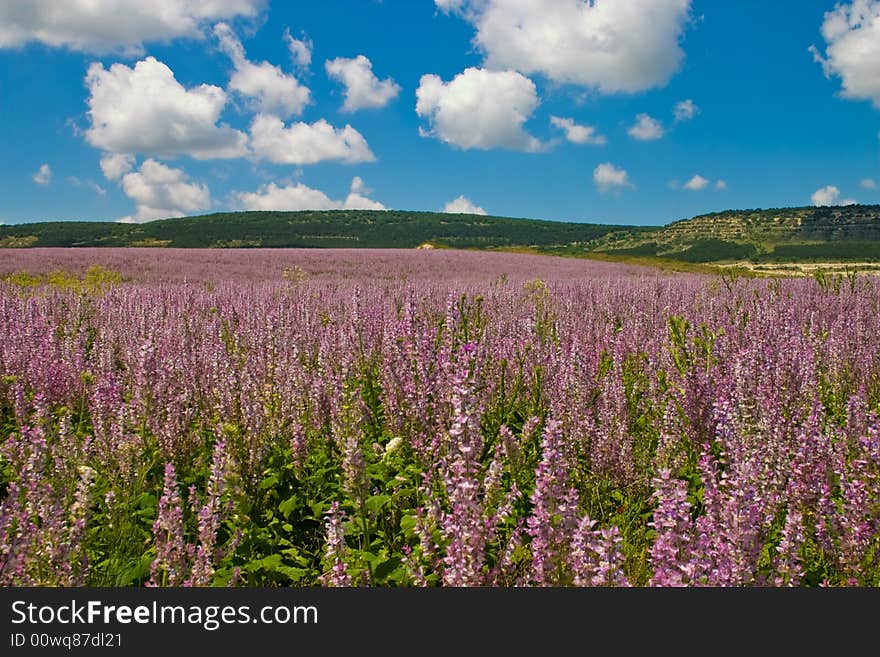 Wild Flowers Valley