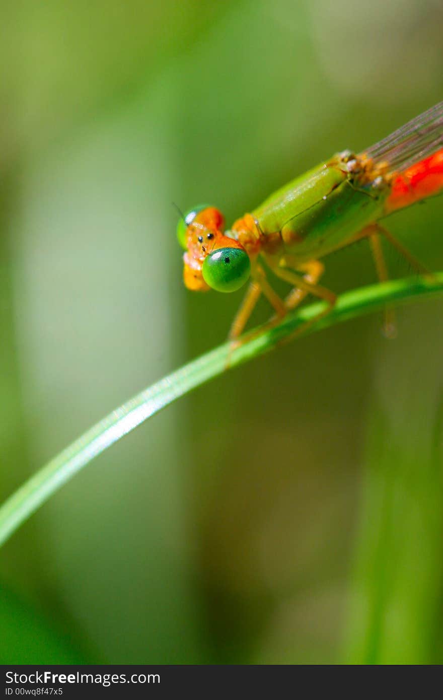 The dragonfly in a grasses .wating for the food . The dragonfly in a grasses .wating for the food .