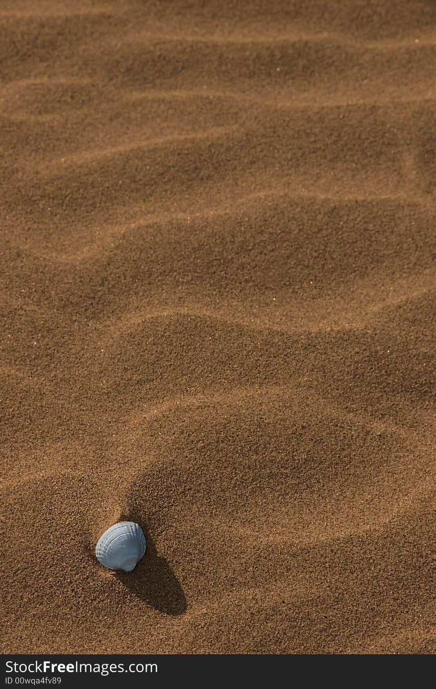 A seashell on a rippled golden sandy beach in county kerry ireland. A seashell on a rippled golden sandy beach in county kerry ireland