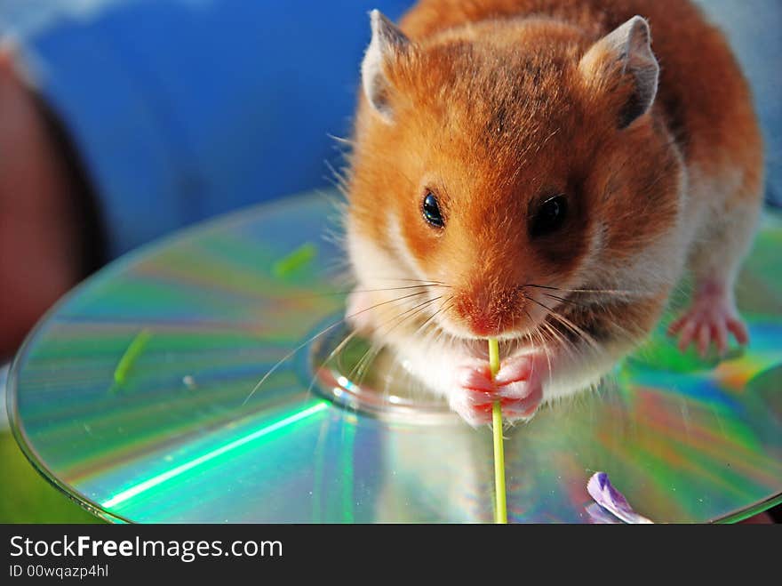 Hamster is favourite by children animal.