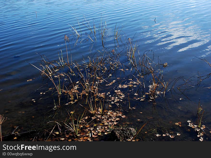 The autumn leaves which have fallen in lake. The autumn leaves which have fallen in lake