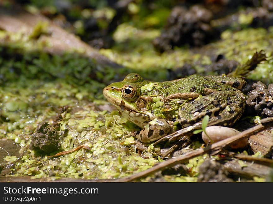 Little green frog looking at the camera