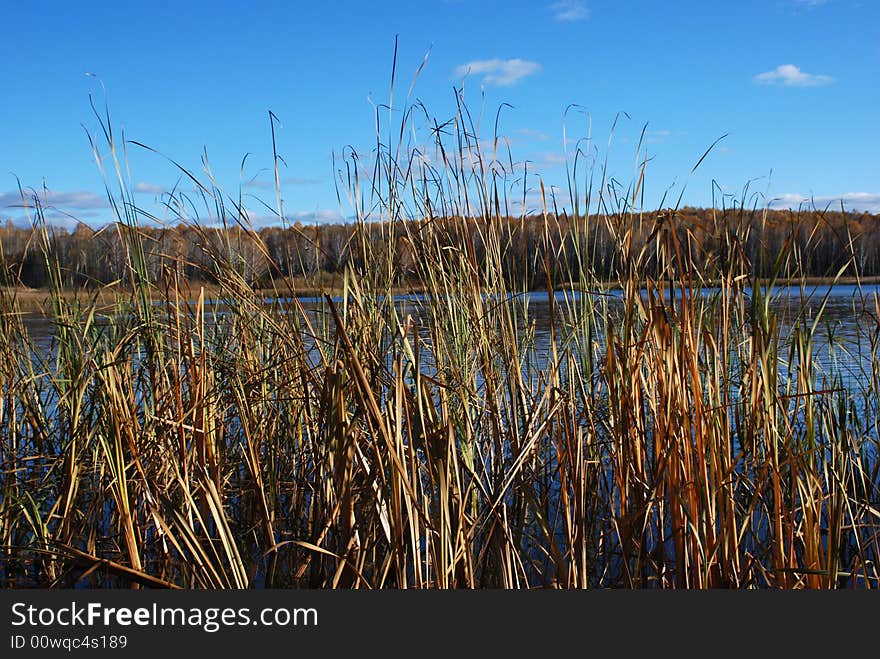 Autumn landscape - a cane at an edge of coast. Autumn landscape - a cane at an edge of coast