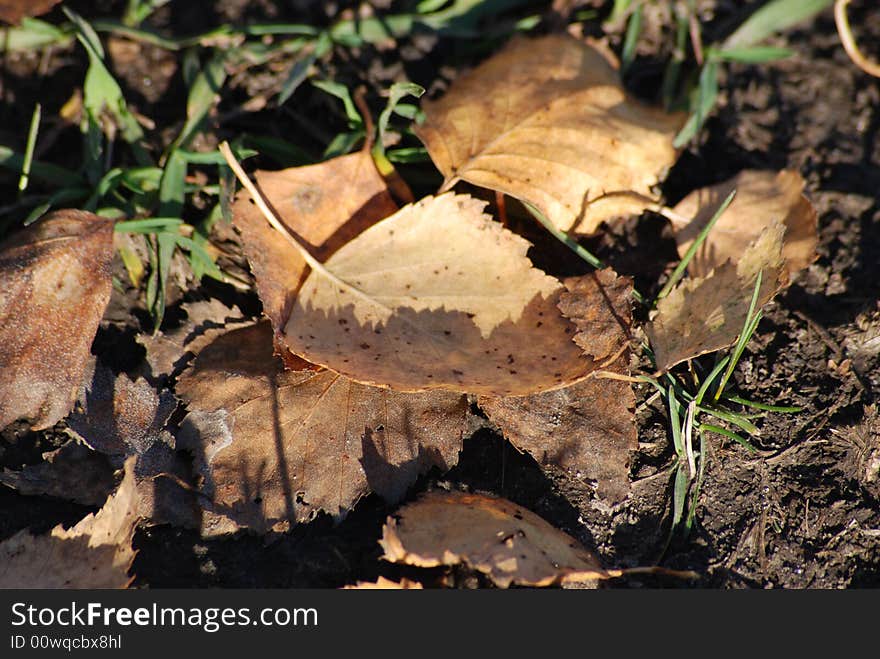 Autumn Leaf