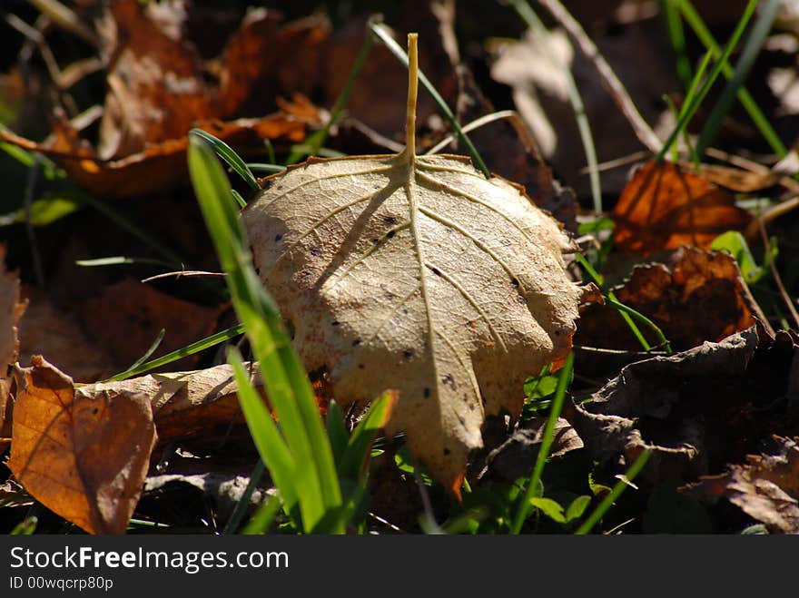 Yellow autumn leaf on the ground