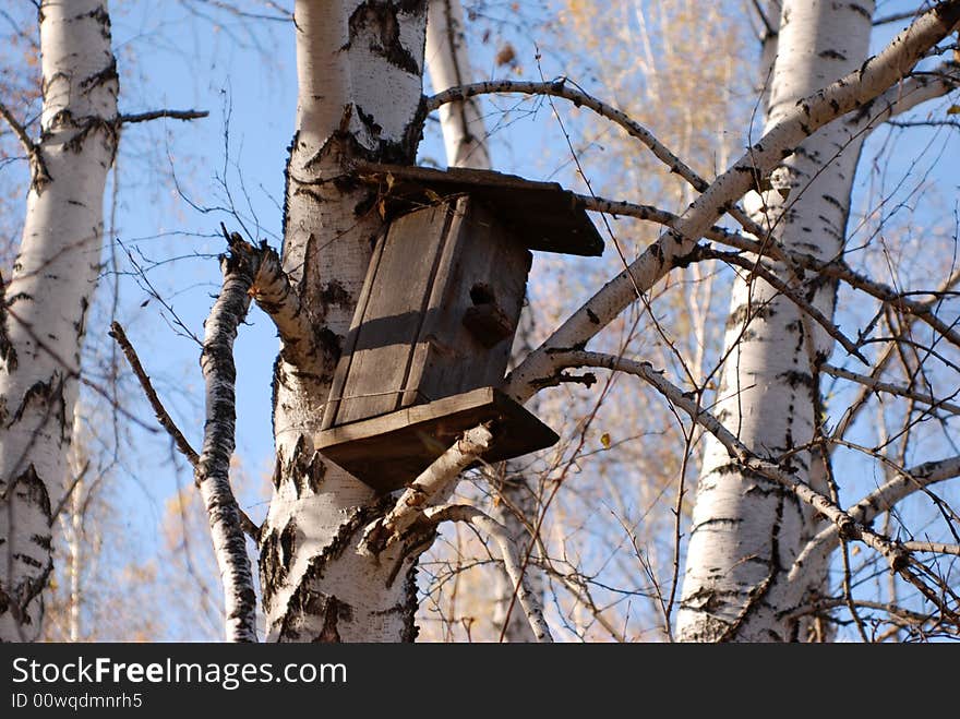 The old thrown starling house on a birch. The old thrown starling house on a birch