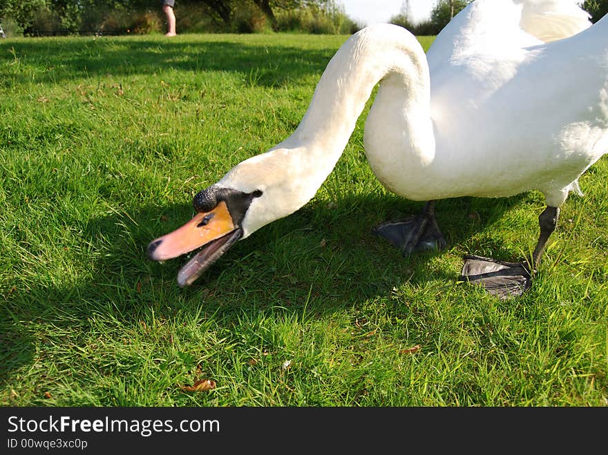 Swan while eating bread crumbs