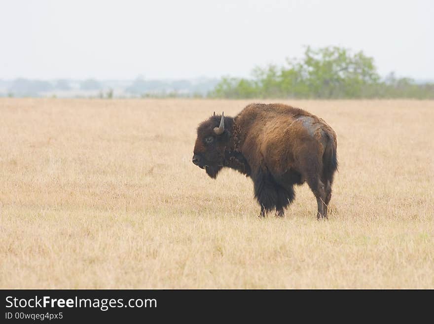 American Bison grazing