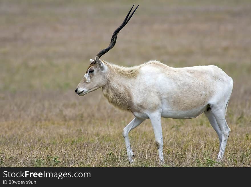 Antelope Grazing In The Field