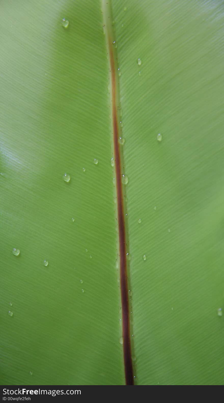 Close-up of a leaf