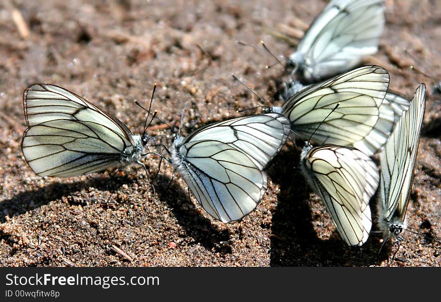 Congestion of butterflies