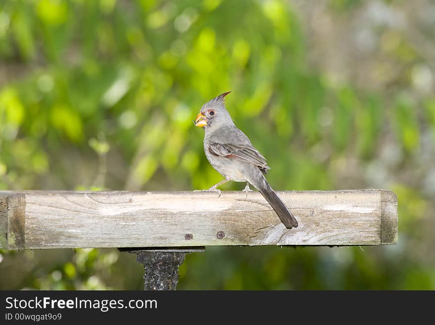 A female Pyrrholoxia eating seeds from a platform feeder