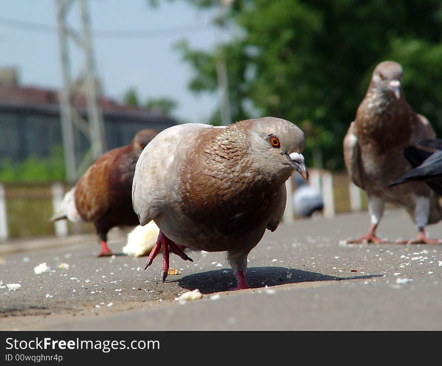 Pigeon against other pigeons pecking bread