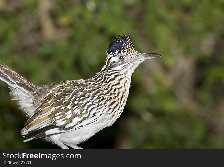 A Greater Roadrunner perched on an old log