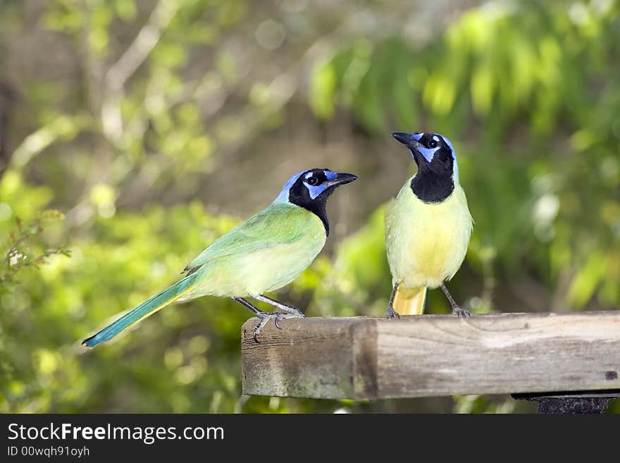 A pair of Green Jays eating seeds from the platform feeder. A pair of Green Jays eating seeds from the platform feeder