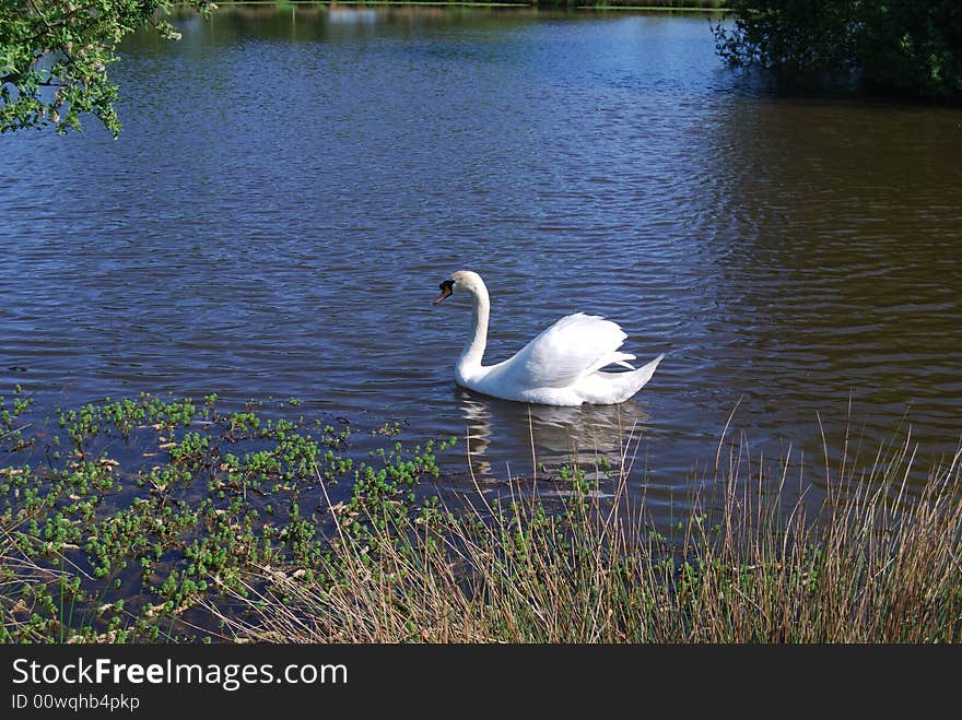 Swan in lake with high grass