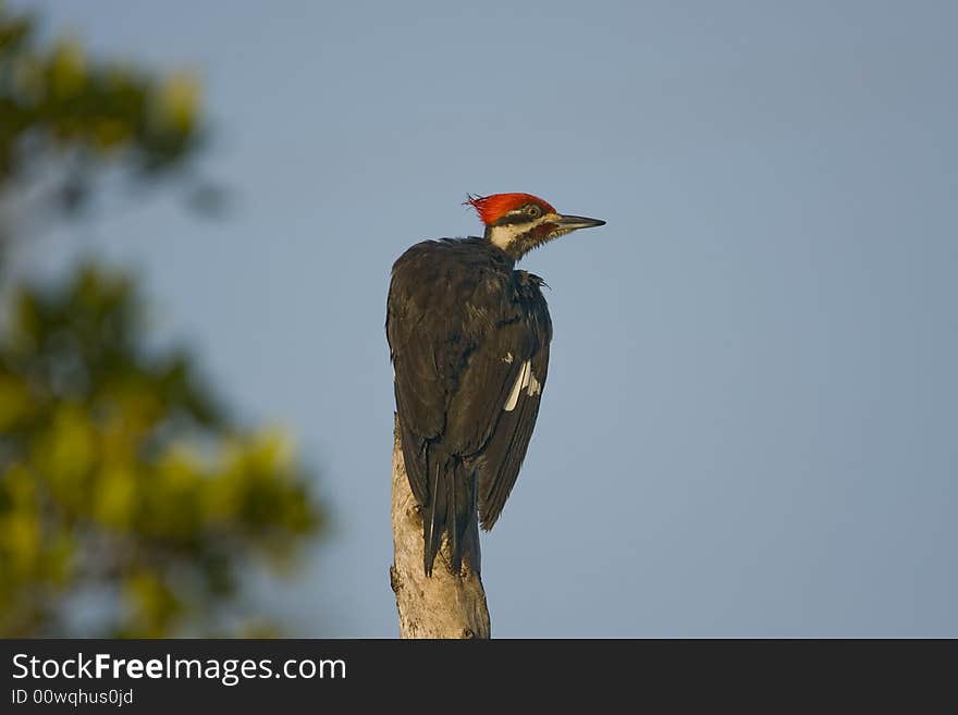 Pileated Woodpecker Perched